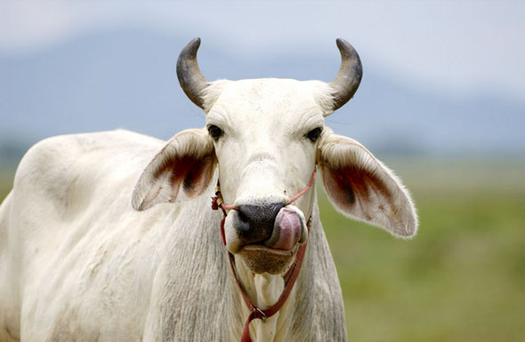 北京高端網(wǎng)站建設(shè)公司-大畜網(wǎng)